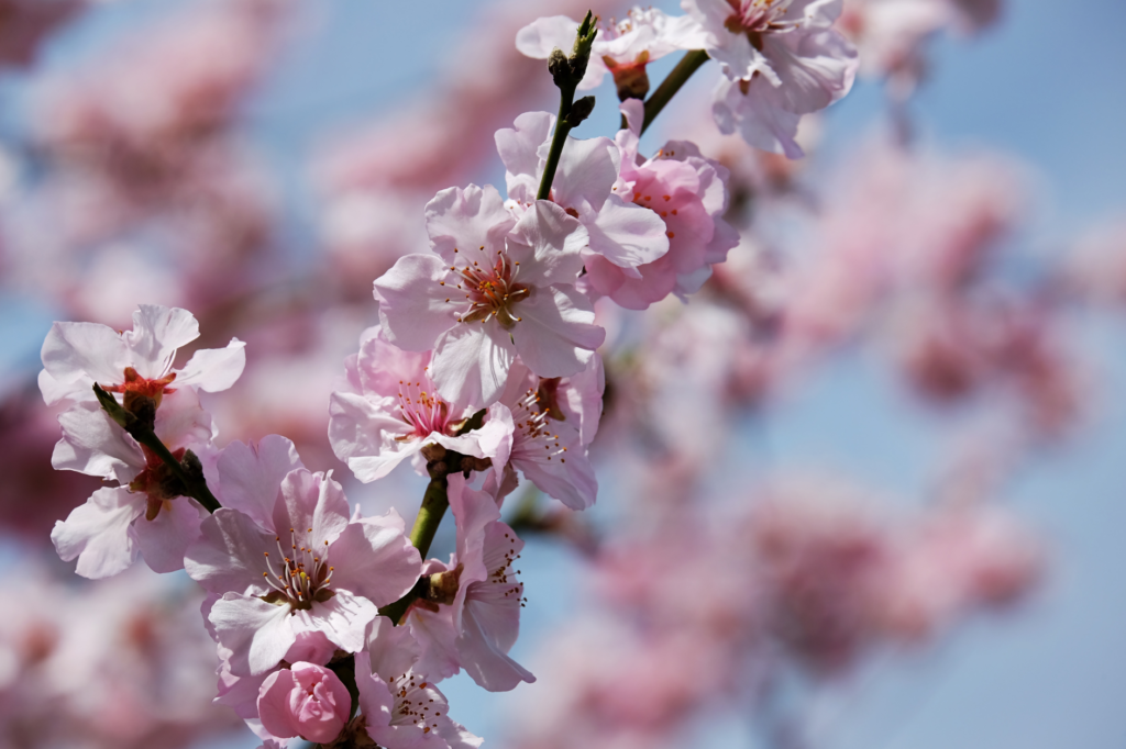 桜